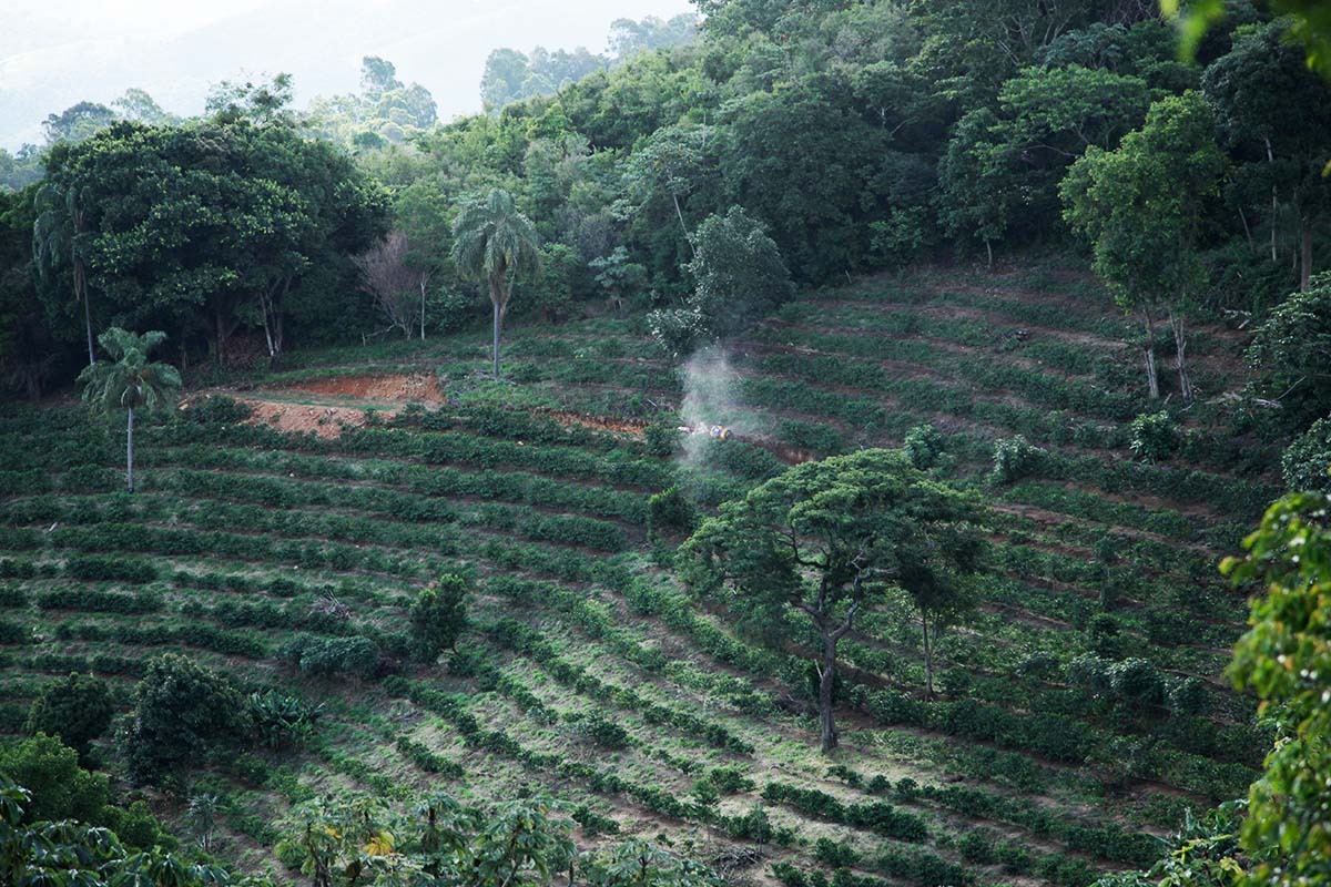 Coffee farm Honduras